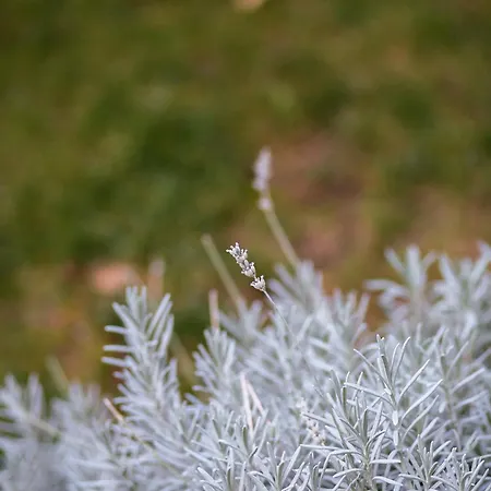 Stay,family Garden ,kids Friendly, Parking In Private Garage Split